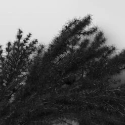 Halloween Grass Wreath Black - Threshold™ -Threshold Home Outlet Store GUEST 135f1d1a 30c8 47a4 b104 5579e433304c