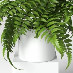 Boston Fern - Threshold™ -Threshold Home Outlet Store GUEST 3cbf8c34 f3f7 4bfa a5a1 7c1c2936c266
