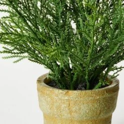 Small Potted Cyprus - Threshold™ Designed With Studio McGee -Threshold Home Outlet Store GUEST 54096500 37dc 4b77 a920 a283c8e88bb1