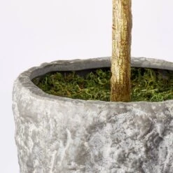 Banyan Tree Potted - Threshold™ Designed With Studio McGee 6 Banyan Tree Potted - Threshold™ Designed With Studio McGee -Threshold Home Outlet Store GUEST 7c945569 ea6c 4192 94d5 6530a4bfd2d3